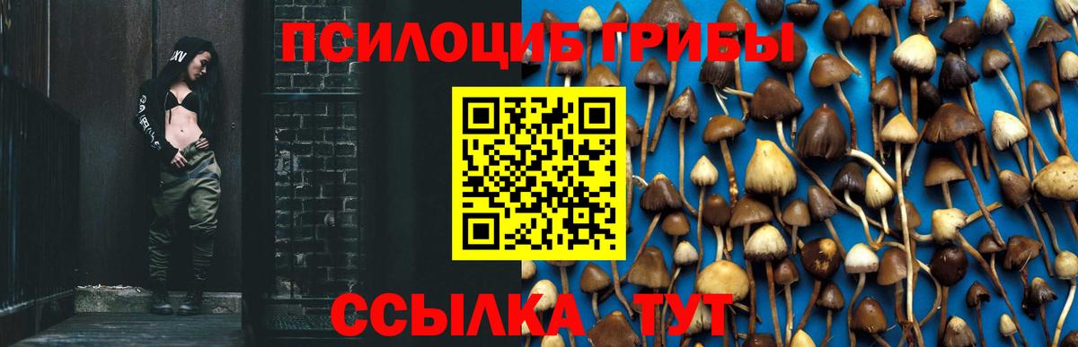 Сорочинск  Псилоцибиновые грибы Psilocybe  Вход с VPN 